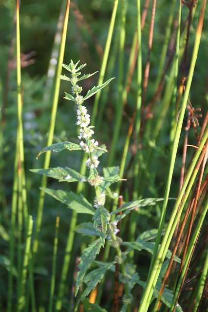 Lion's Tail blooming inAnne Arundel Co., Maryland (8/24/2013).